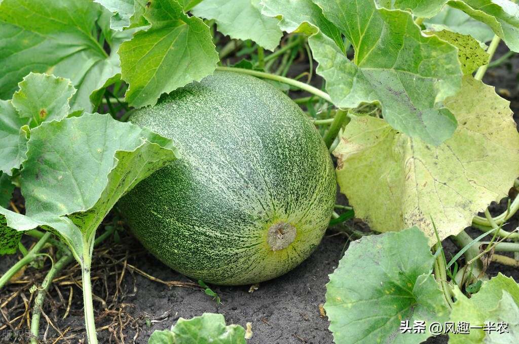 種植絲瓜、南瓜最忌怕哪些施肥方法？如何施肥才高產(chǎn)